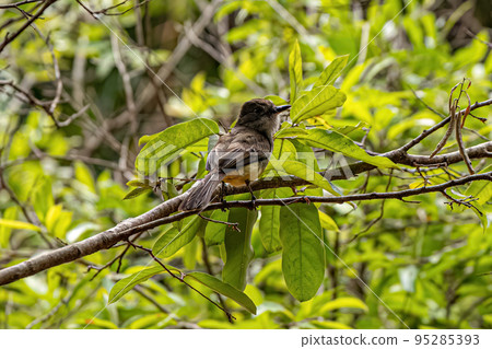 Myiarchus Flycatcher Bird Myiarchus Flycatcher Bird 95285393