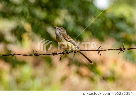 Myiarchus Flycatcher Bird Myiarchus Flycatcher Bird 95285394