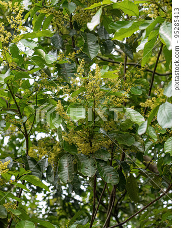 flowering branches of the mango tree flowering branches of the mango tree 95285413