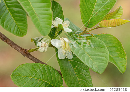 Small Guavas Fruit Small Guavas Fruit 95285418