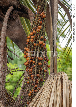 Red fruits of the buriti palm tree 95285435