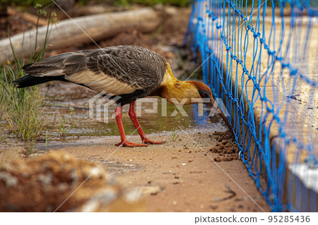 Buff necked Ibis 95285436