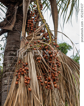 Red fruits of the buriti palm tree Red fruits of the buriti palm tree 95285437