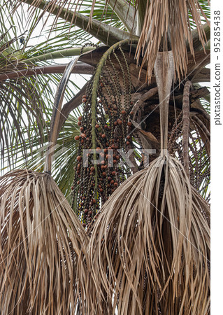 Red fruits of the buriti palm tree 95285438