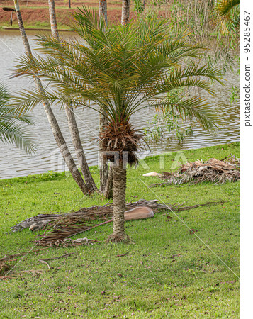 Pygmy Date Palm Tree Pygmy Date Palm Tree 95285467