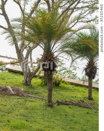 Pygmy Date Palm Tree 95285468