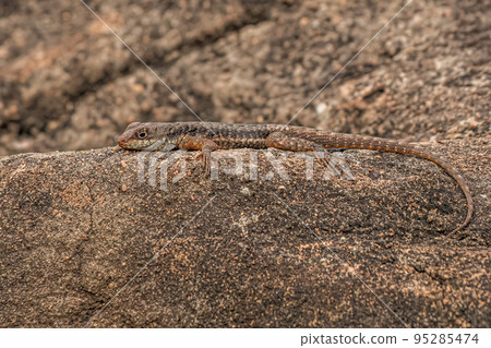 Small ground lizard 95285474