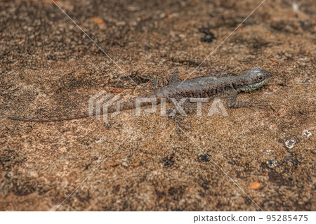 Small ground lizard 95285475