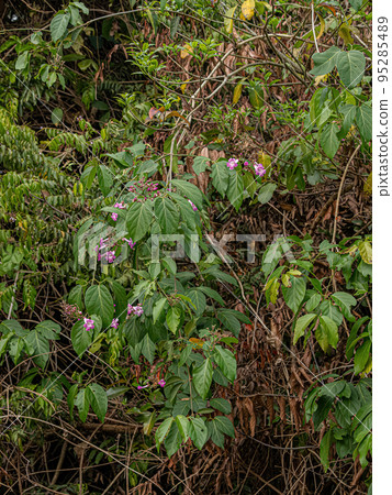 Flowering Angiosperm Plant Flowering Angiosperm Plant 95285489