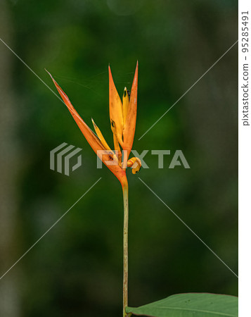 Flowering Angiosperm Plant Flowering Angiosperm Plant 95285491