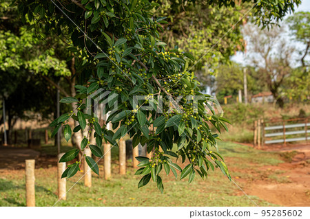 angiosperm fig tree angiosperm fig tree 95285602