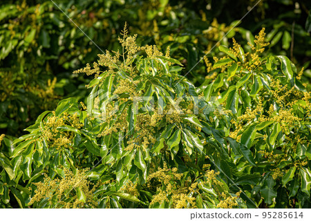 flowering branches of the mango tree flowering branches of the mango tree 95285614
