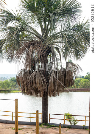 Moriche Palm Tree 95285618