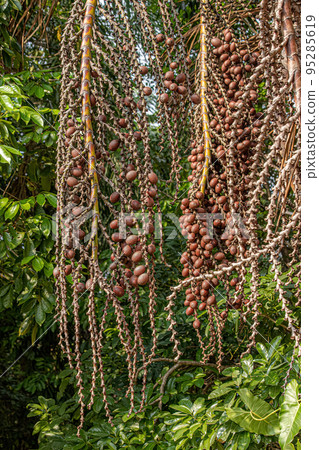Red fruits of the buriti palm tree 95285619