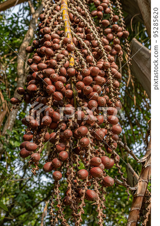 Red fruits of the buriti palm tree Red fruits of the buriti palm tree 95285620
