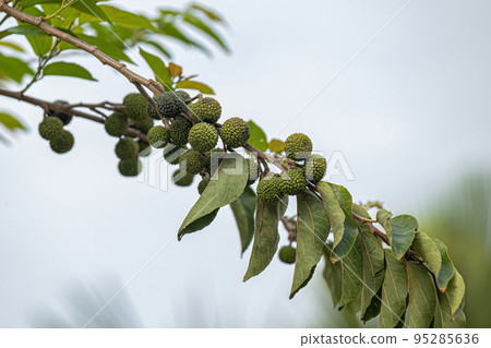 West Indian Elm Plant 95285636