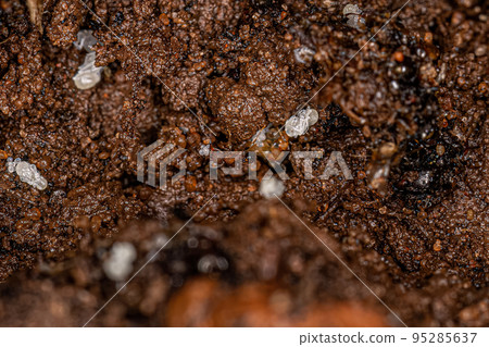 Small Adult Myrmicine Ants 95285637