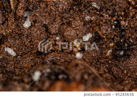 Small Adult Myrmicine Ants 95285638