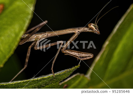 Small Mantid nymph 95285646