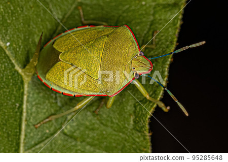 Adult Green Stink Bug Adult Green Stink Bug 95285648