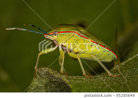 Adult Green Stink Bug Adult Green Stink Bug 95285649
