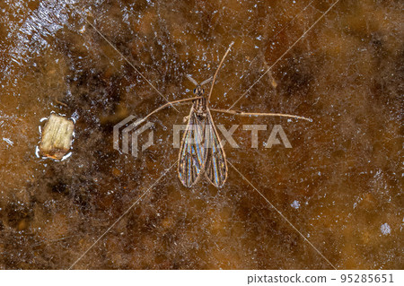 Adult Limoniid Crane Fly 95285651