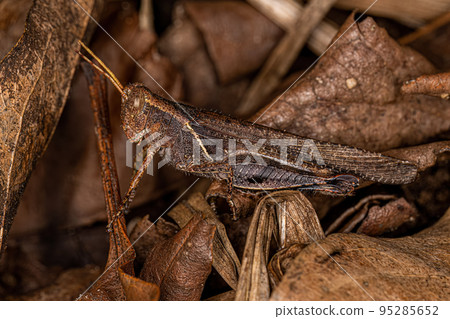 Adult Short-horned Grasshopper Adult Short-horned Grasshopper 95285652