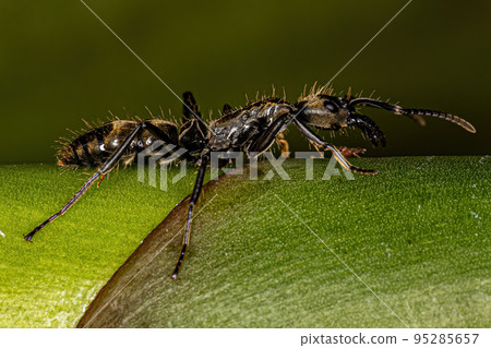 Adult Female Ponerine Ant Adult Female Ponerine Ant 95285657