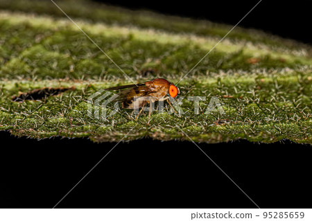 Adult Fruit Fly 95285659