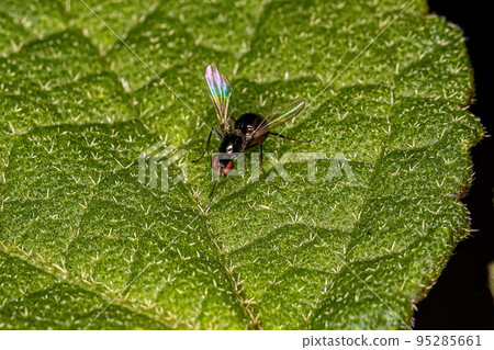Adult Black Scavenger Fly Adult Black Scavenger Fly 95285661