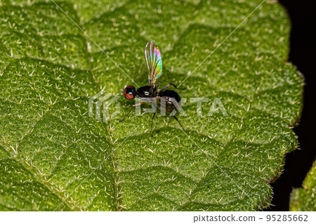 Adult Black Scavenger Fly 95285662
