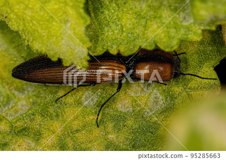 Adult Click Beetle 95285663