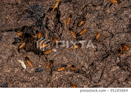 Adult Nasute Termites Adult Nasute Termites 95285664