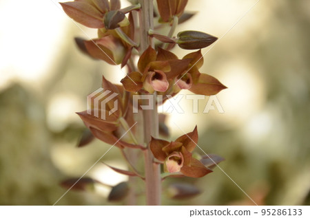 在沖繩本島看到美麗的紫褐色花朵的 Imonegara 在沖繩本島看到美麗的紫褐色花朵的 Imonegara 95286133