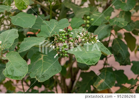 flowering plant commonly known as jurubeba a nightshade 95286268