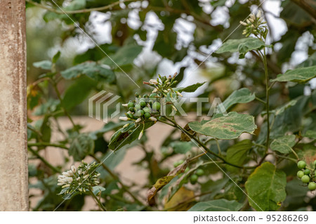 flowering plant commonly known as jurubeba a nightshade 95286269