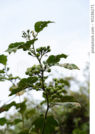 flowering plant commonly known as jurubeba a nightshade 95286271