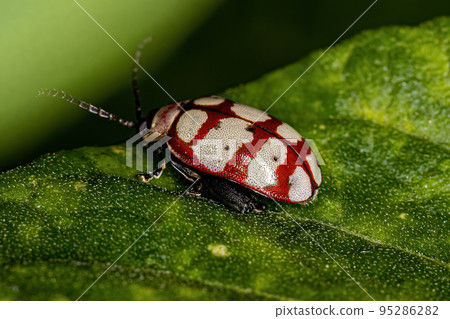 Adult Flea Beetle Adult Flea Beetle 95286282