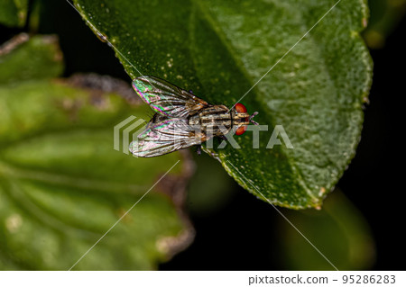 Adult Flesh Fly Adult Flesh Fly 95286283
