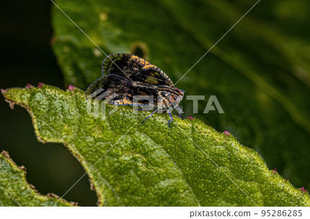 Adult Small Planthopper 95286285