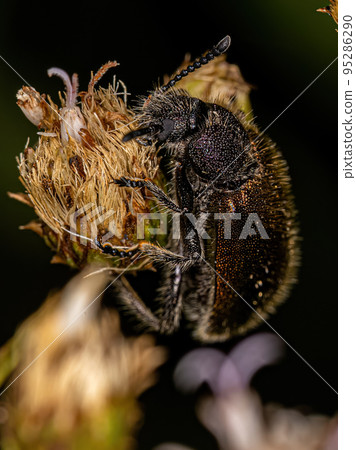 Adult Long-jointed Beetle Adult Long-jointed Beetle 95286290