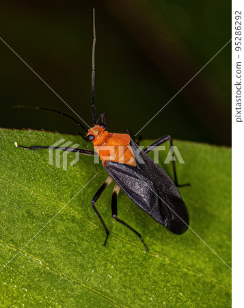 Adult Plant Bug 95286292