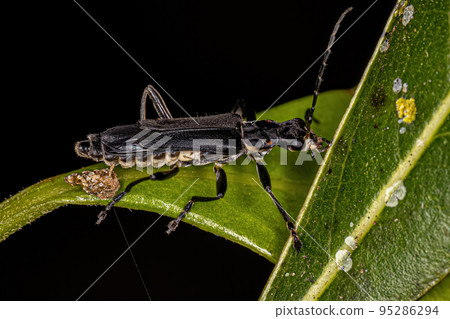 Adult Soldier Beetle Adult Soldier Beetle 95286294