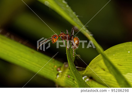 Adult Female Carpenter Ant Adult Female Carpenter Ant 95286298