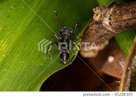 Male Adult Jumping Spider 95286305