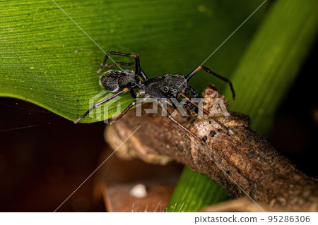 Male Adult Jumping Spider Male Adult Jumping Spider 95286306