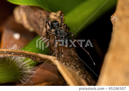 Male Adult Jumping Spider Male Adult Jumping Spider 95286307