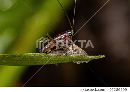 Small Common Meadow Katydid Nymph 95286309