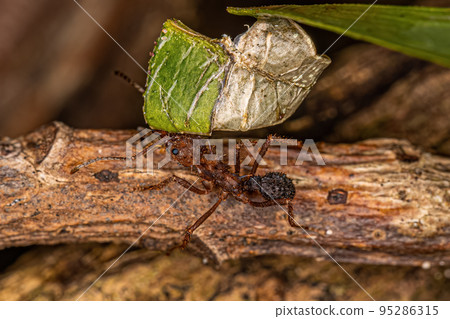 Adult Acromyrmex Leaf-cutter Ant Adult Acromyrmex Leaf-cutter Ant 95286315