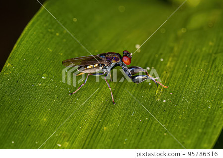 Adult Shore Fly 95286316